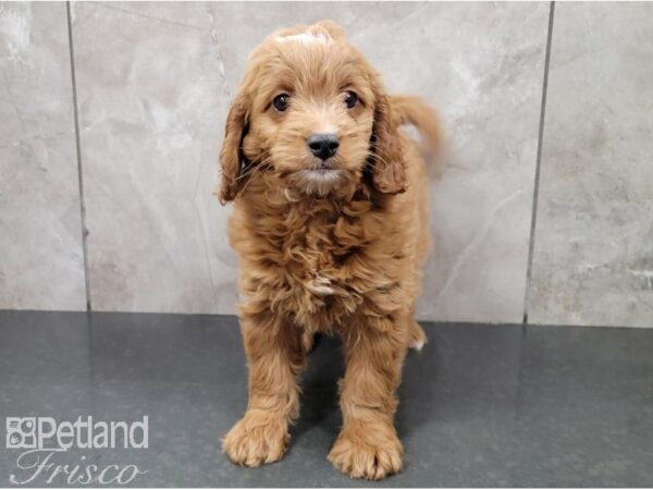 Miniature Goldendoodle 2nd Gen-DOG-Female-Gold and White-28477-Petland Frisco & Mckinney, Texas