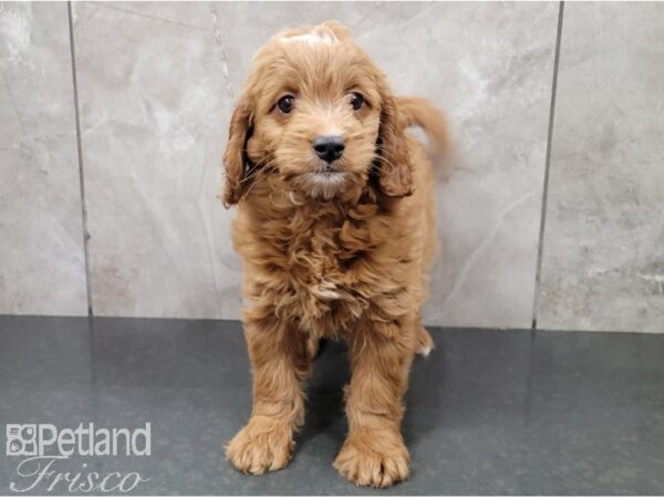 Miniature Goldendoodle 2nd Gen DOG Female Gold and White 28477 Petland Frisco, Texas