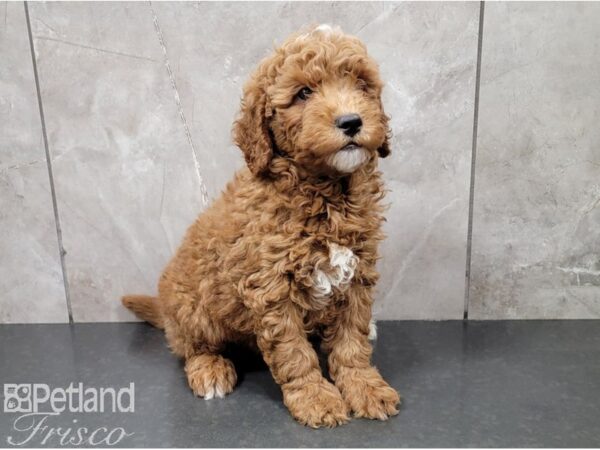 Miniature Goldendoodle 2nd Gen DOG Male Gold and White 28476 Petland Frisco, Texas