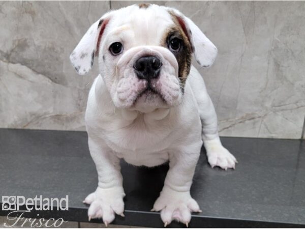 English Bulldog-DOG-Male-Fawn, Brindle and White-28475-Petland Frisco & Mckinney, Texas