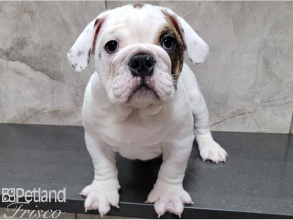 English Bulldog-DOG-Male-Fawn, Brindle and White-28475-Petland Frisco, Texas