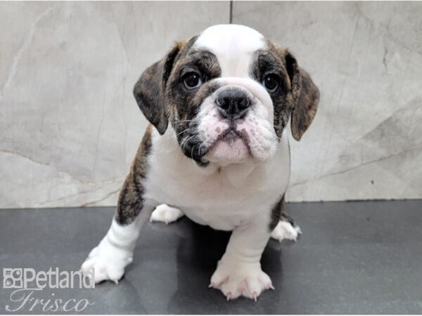 English Bulldog-DOG-Male-Fawn, Brindle and White-28474-Petland Frisco, Texas