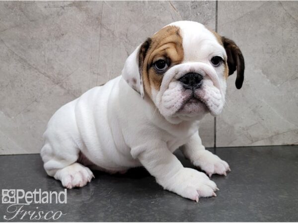 English Bulldog-DOG-Female-Fawn and White-28472-Petland Frisco, Texas