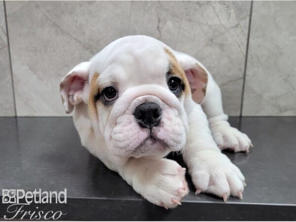 English Bulldog-DOG-Female-Fawn and White-28471-Petland Frisco, Texas