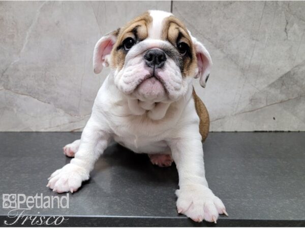 English Bulldog-DOG-Female-Fawn and White-28470-Petland Frisco, Texas