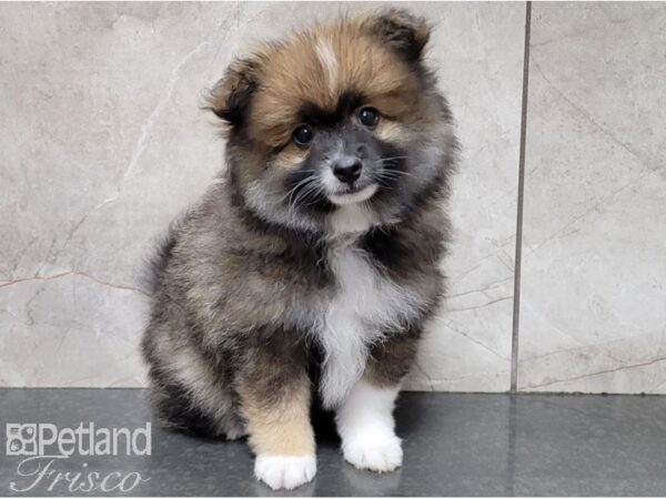 Pomeranian-DOG-Male-Sable and White-28467-Petland Frisco & Mckinney, Texas