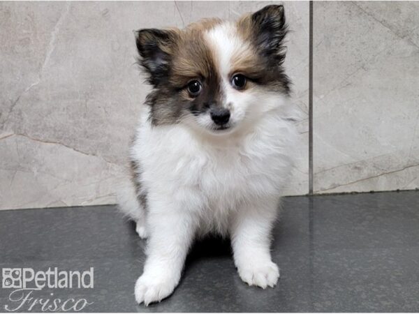 Pomeranian-DOG-Female-Sable and White-28468-Petland Frisco & Mckinney, Texas