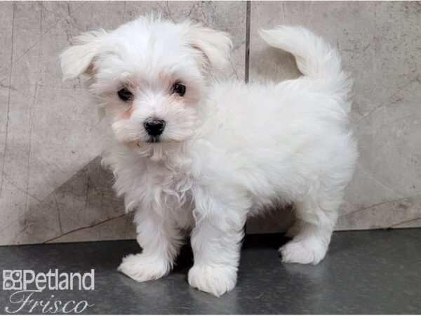 Maltese-DOG-Male-White-28466-Petland Frisco, Texas