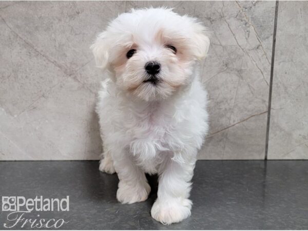 Maltese DOG Male White 28465 Petland Frisco & Mckinney, Texas