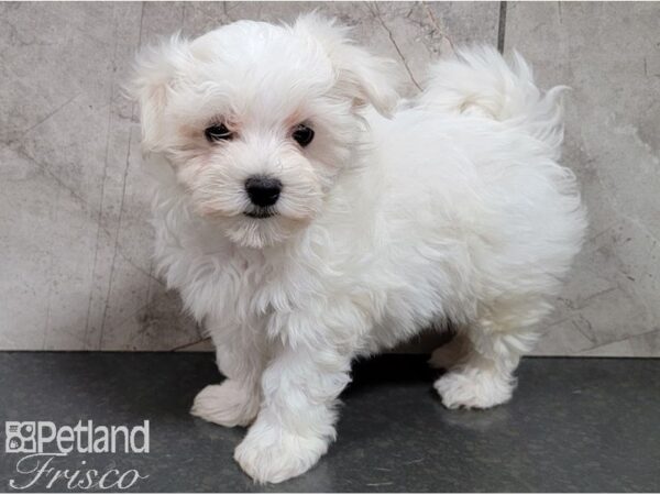 Maltese-DOG-Male-White-28464-Petland Frisco & Mckinney, Texas