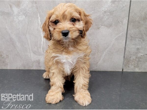 Cavapoo DOG Female Red 28498 Petland Frisco, Texas