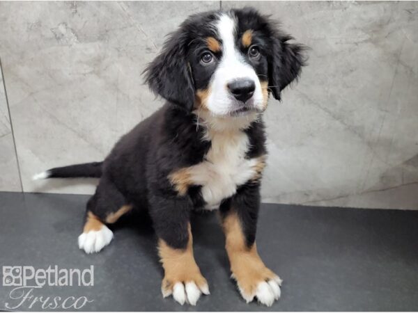 Bernese Mountain Dog-DOG-Female-Tri-28499-Petland Frisco & Mckinney, Texas