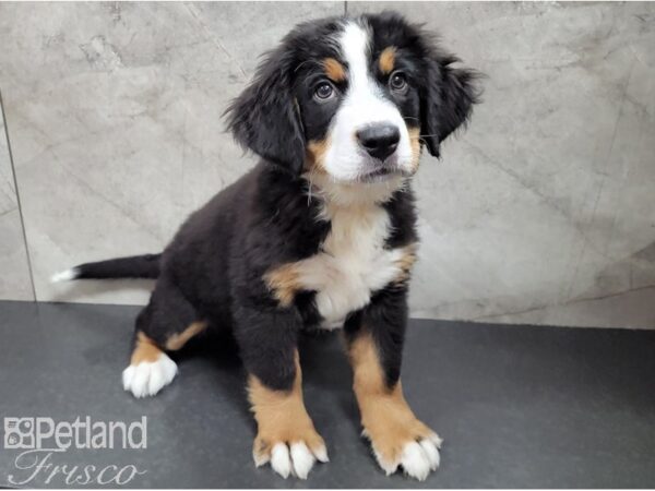 Bernese Mountain Dog DOG Female Tri 28499 Petland Frisco, Texas