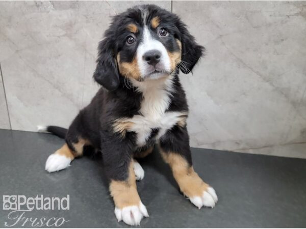 Bernese Mountain Dog-DOG-Female-Tri-28500-Petland Frisco & Mckinney, Texas
