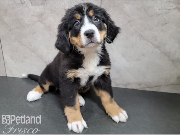 Bernese Mountain Dog DOG Female Tri 28500 Petland Frisco, Texas