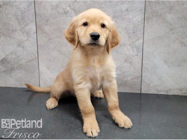 Golden Retriever-DOG-Female-Golden-28501-Petland Frisco & Mckinney, Texas