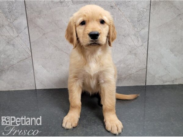 Golden Retriever-DOG-Female-Golden-28502-Petland Frisco & Mckinney, Texas
