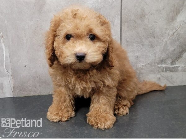 Cavapoo DOG Female Buff 28503 Petland Frisco, Texas