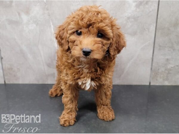 Miniature Goldendoodle-DOG-Female-Light Gold-28504-Petland Frisco, Texas