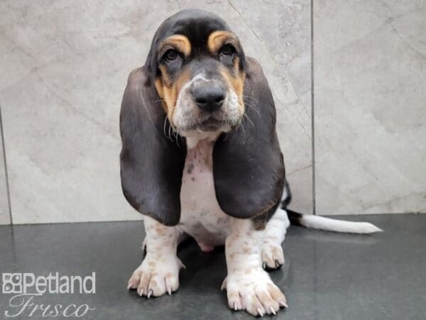 Basset Hound-DOG-Male-Black Brown and White-28505-Petland Frisco, Texas