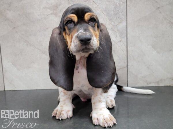 Basset Hound-DOG-Male-Black Brown and White-28505-Petland Frisco & Mckinney, Texas