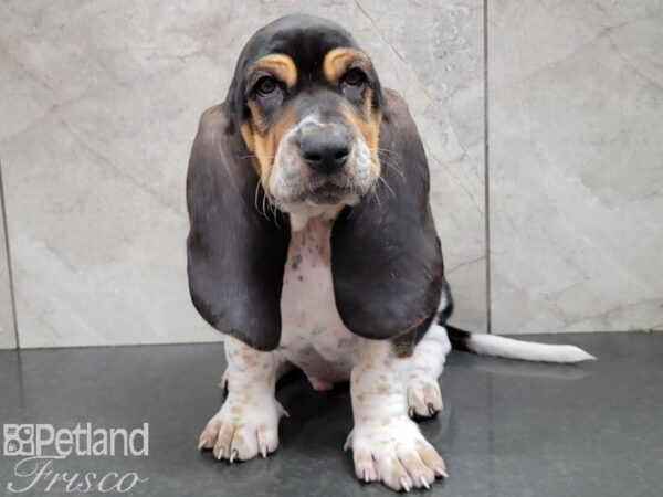 Basset Hound DOG Male Black Brown and White 28505 Petland Frisco, Texas