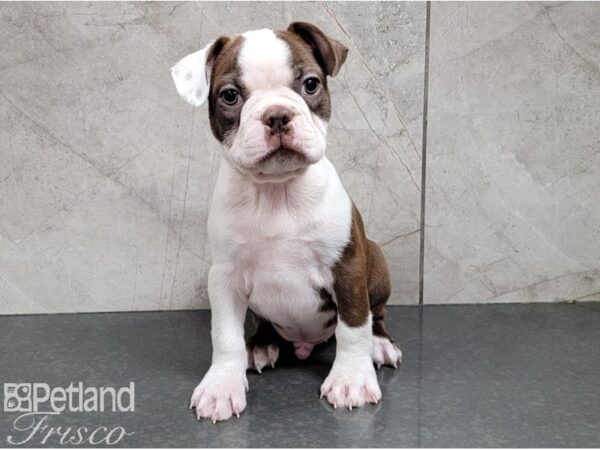 Boston Terrier DOG Male Seal and White 28506 Petland Frisco, Texas