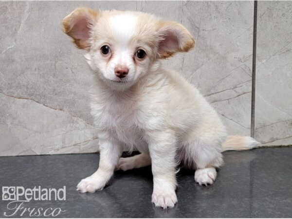 Chihuahua-DOG-Female-Cream and White-28507-Petland Frisco, Texas