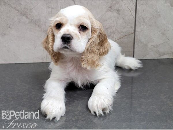 Cocker Spaniel DOG Male Buff and White 28509 Petland Frisco, Texas