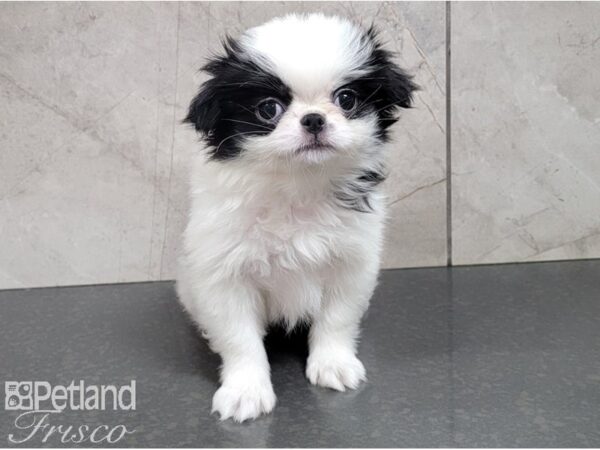 Japanese Chin DOG Female Black and White 28510 Petland Frisco, Texas