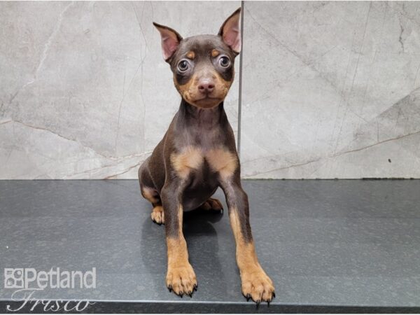 Miniature Pinscher DOG Female Red 28511 Petland Frisco, Texas