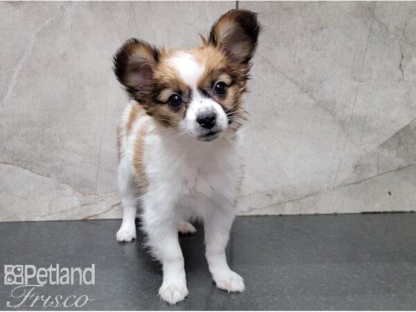 Papillon DOG Female White and Red 28512 Petland Frisco, Texas