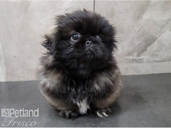 Pekingese DOG Female Grey Sable 28513 Petland Frisco, Texas