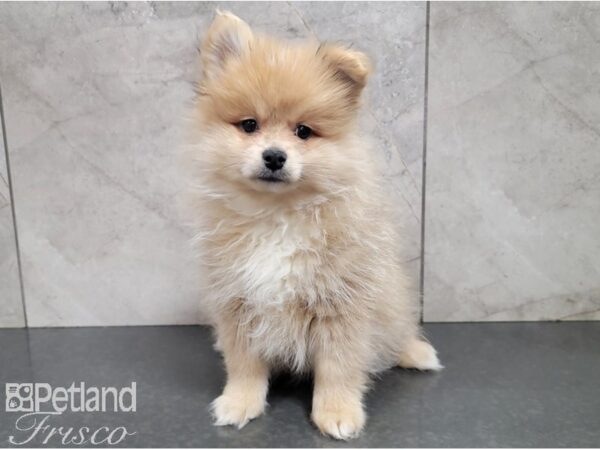 Pomeranian DOG Male Red 28514 Petland Frisco & Mckinney, Texas
