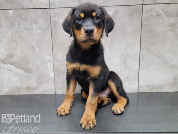 Rottweiler DOG Male Black and Mahogany 28515 Petland Frisco, Texas