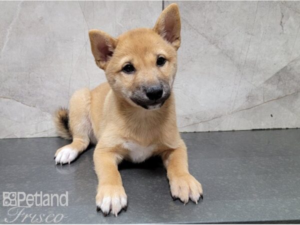 Shiba Inu-DOG-Male-Red-28516-Petland Frisco & Mckinney, Texas