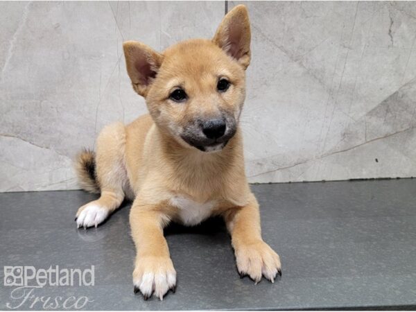 Shiba Inu-DOG-Male-Red-28516-Petland Frisco, Texas