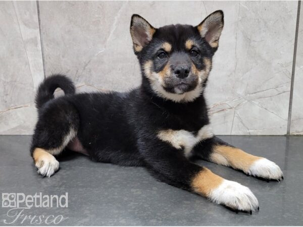 Shiba Inu-DOG-Male-Black and Tan-28517-Petland Frisco, Texas