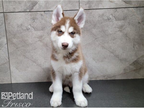 Siberian Husky-DOG-Male-Red and White-28518-Petland Frisco & Mckinney, Texas