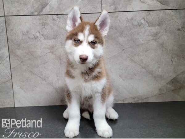 Siberian Husky DOG Male Red and White 28518 Petland Frisco, Texas