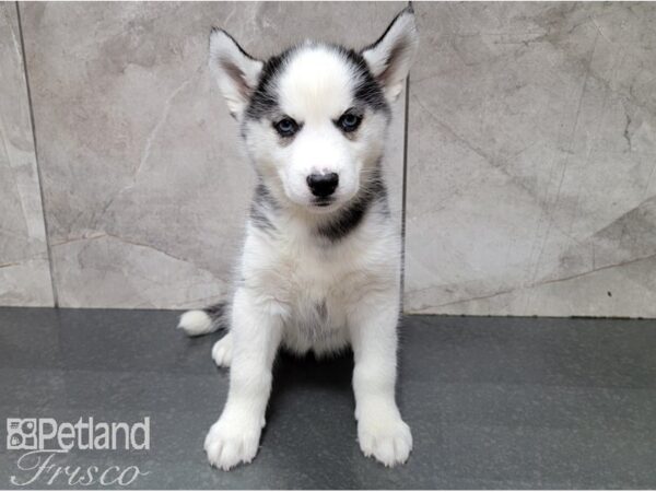 Siberian Husky DOG Female Black and White 28519 Petland Frisco, Texas