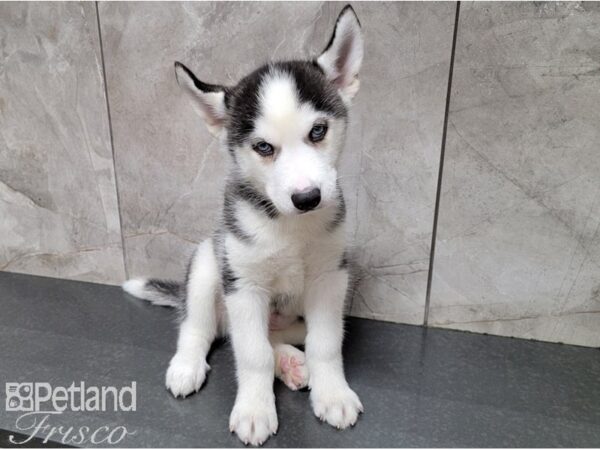 Siberian Husky DOG Female Black and White 28520 Petland Frisco, Texas