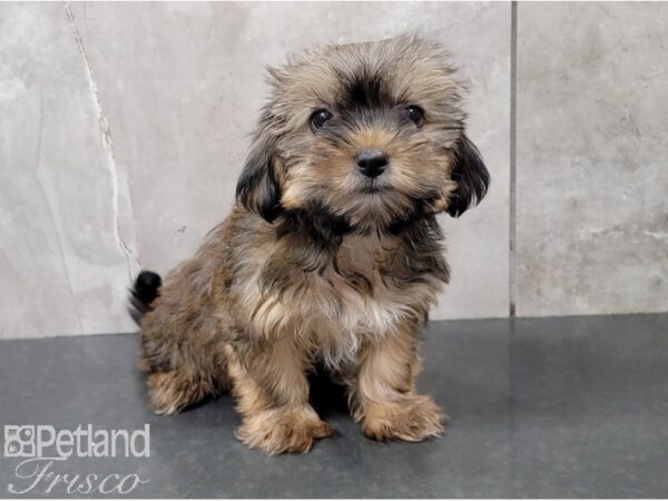 Shorkie DOG Female Gold 28521 Petland Frisco, Texas