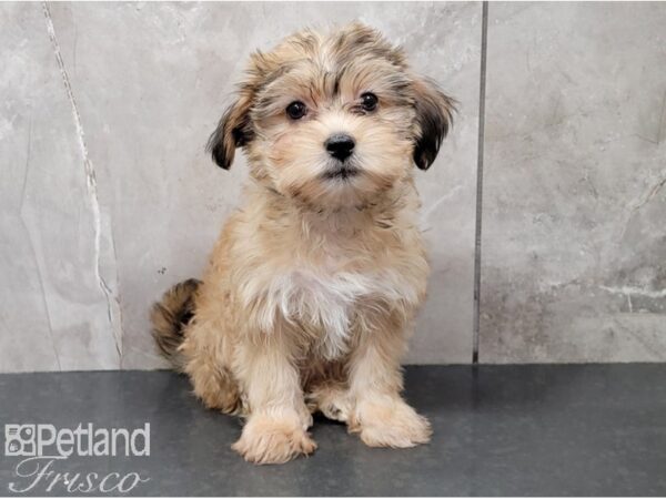 Shorkie-DOG-Female-Gold-28522-Petland Frisco & Mckinney, Texas