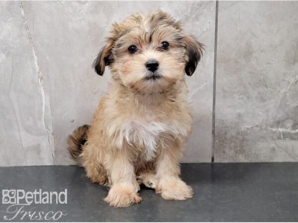 Shorkie DOG Female Gold 28522 Petland Frisco, Texas