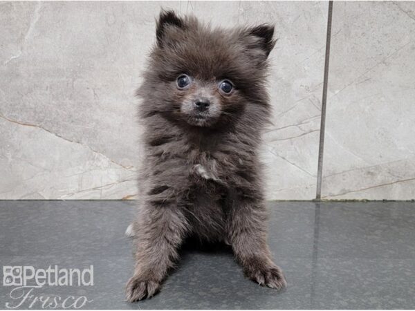 Pomeranian-DOG-Female-Blue-28523-Petland Frisco & Mckinney, Texas