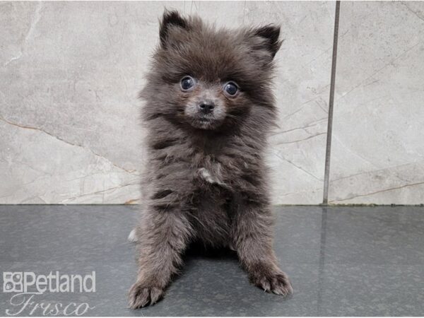 Pomeranian DOG Female Blue 28523 Petland Frisco, Texas