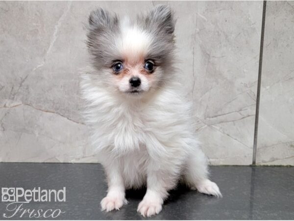 Pomeranian-DOG-Male-White and Blue-28524-Petland Frisco, Texas