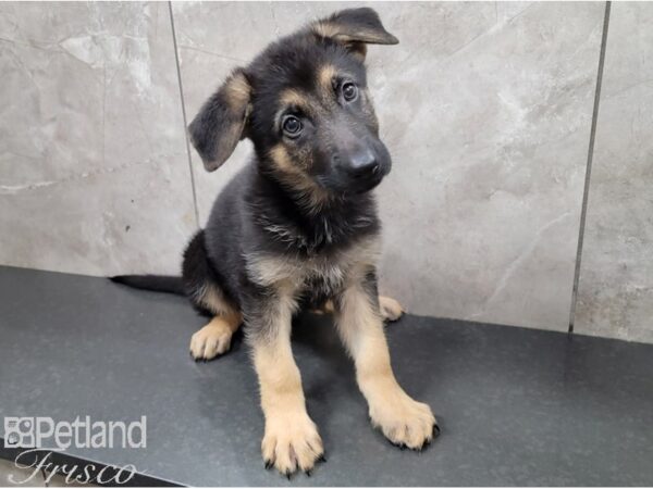 German Shepherd DOG Female Black and Tan 28525 Petland Frisco, Texas