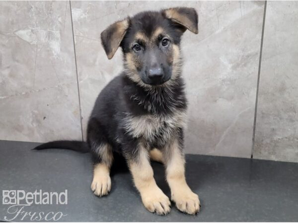 German Shepherd DOG Male Black and Tan 28526 Petland Frisco, Texas